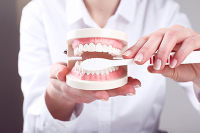 A person is holding a dental model with missing teeth, examining it in front of an open mouth model.